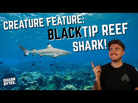 Creature Feature: Blacktip Reef Shark!
