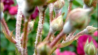 Roses Diseases And Treatment | white spots on rose leaves | powdery mildew on roses