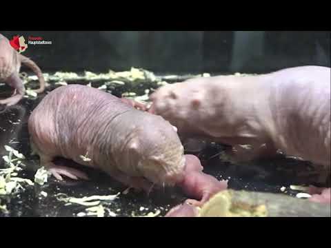 Zahlreicher Nacktmull-Nachwuchs im Tierpark Berlin