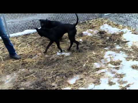 McKayla and Fanny: Adoption video.