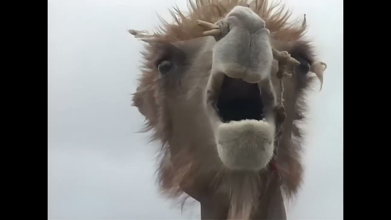 48b / Camels in Love (Enhanced 4K)