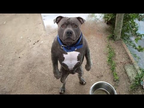 Ce que les gens pensent du fait d'avoir un chien pitbull