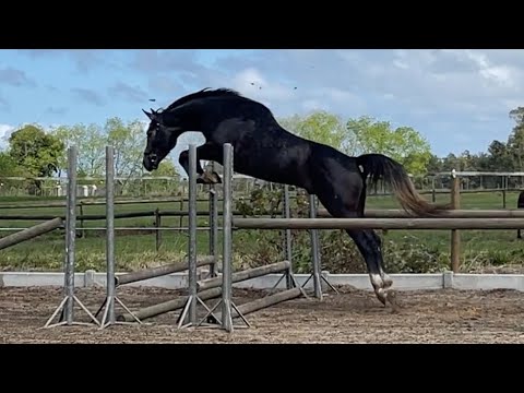 Free jumping with Cyrus M53…🚀😍(Cornet Obolensky | Kannan | Westernhagen)