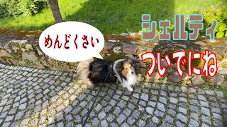 【シェルティ】ついでにね【フランス田舎暮らし🇫🇷】#犬の散歩 #賢い犬 #犬のいる暮らし #マイペースな犬