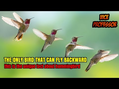 These Are Some of Reasons Why Hummingbird is Dubbed as The Smartest Bird...