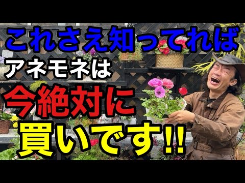 【目からウロコ】アネモネを枯らさずに毎年楽しむための育て方教えます　　　【園芸】【ガーデニング】【初心者】