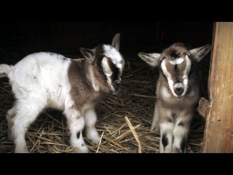 Cute Newborn Kids (Baby Goats)