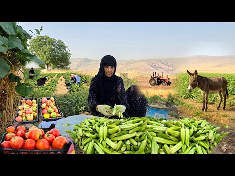 Village life in Iran :  Harvesting Organic Okra and Cooking traditional lunch | ILAM