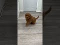 Goldendoodle dogs for sale: Alexis - Video 1