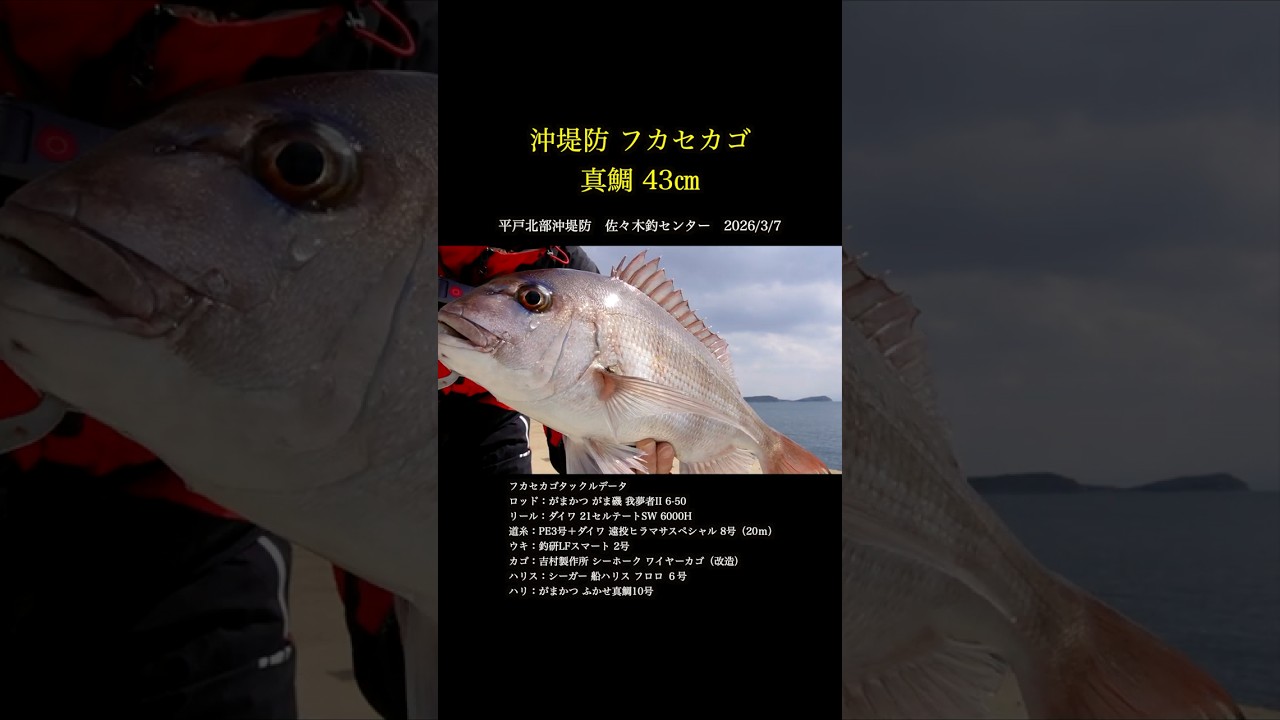 平戸沖堤防フカセカゴ 真鯛43㎝ #shorts