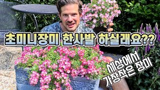장미 공동구매