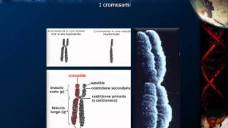 Citologia - Lezione 16: DNA e cromosomi