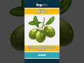 olives - small green or black fruits... video thumbnail