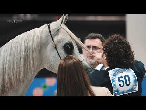 ⚜️ TOKYO PPJ ⚜️ Bronze Champion Yearling Colt, 2021 VERONA EUROPEAN CHAMPIONSHIP