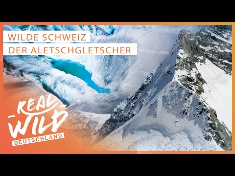 Doku Klimawandel: Aletschgletscher schmilzt! | Wilde Schweiz