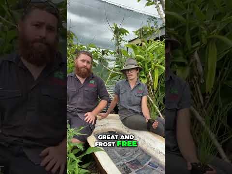 Grow Water Chestnuts: Your Guide to Autumn Harvest