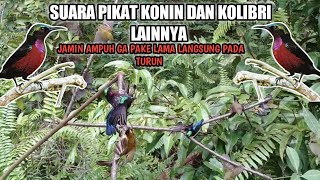 Download lagu SUARA PIKAT BURUNG KONIN, KOLIBRI, BURUNG KECIL DLL || DIJAMIN SEKALI PUTAR LANGSUNG TURUNN❗❗ mp3