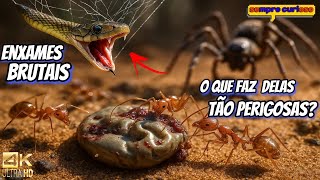 Formigueiro Mortal: O Lar Dos Insetos Mais Perigosos Do PLANETA