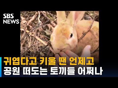 , title : '귀엽다고 키울 땐 언제고…공원 떠도는 토끼들 어쩌나 / SBS / 오클릭'