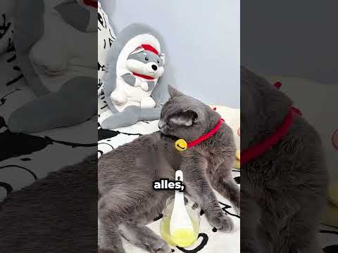 The best way to give a cat medicine 😮💊