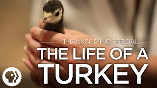 Thanksgiving Special: The Life of a Turkey | Original Fare | PBS Food