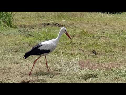 Bocian poluje. The stork hunts.