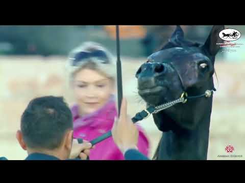 N 41 RAGGAD NAYAAR   Kuwait A H  International Championship 2022   Yearling Fillies Class 1C