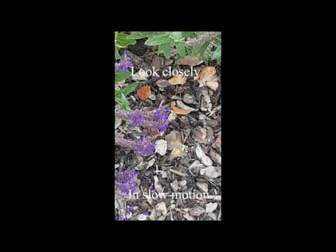 Hummingbird hawk moth