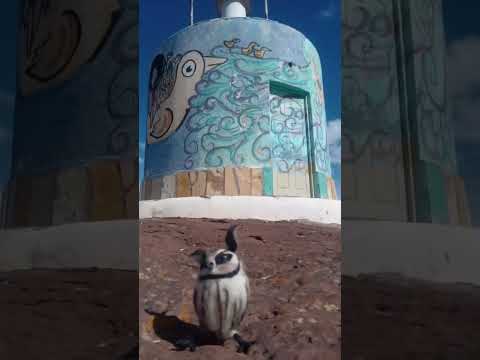 Lechuza_viajera_chocon_fieltro #artetextil #needlefelting #lechuza #viajeros #chocon #neuquen