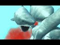 Great White Shark VS Mosasaurus Animal Revolt Battle Simulator