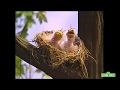 Classic Sesame Street Elmo Sings About The Sounds That S In The Air