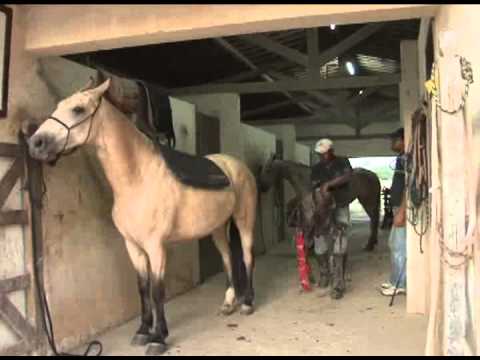 Mangalarga Marchador - programa 162