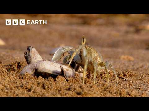 A Race Against Time | Narrated by David Attenborough | Africa | BBC Earth