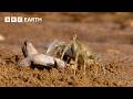 A Race Against Time Narrated By David Attenborough Africa BBC Earth