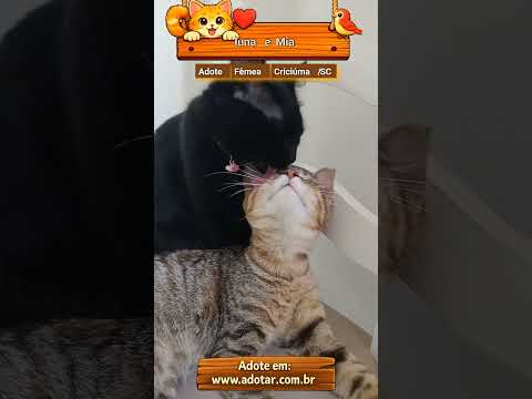 Vídeo de luna e Mia