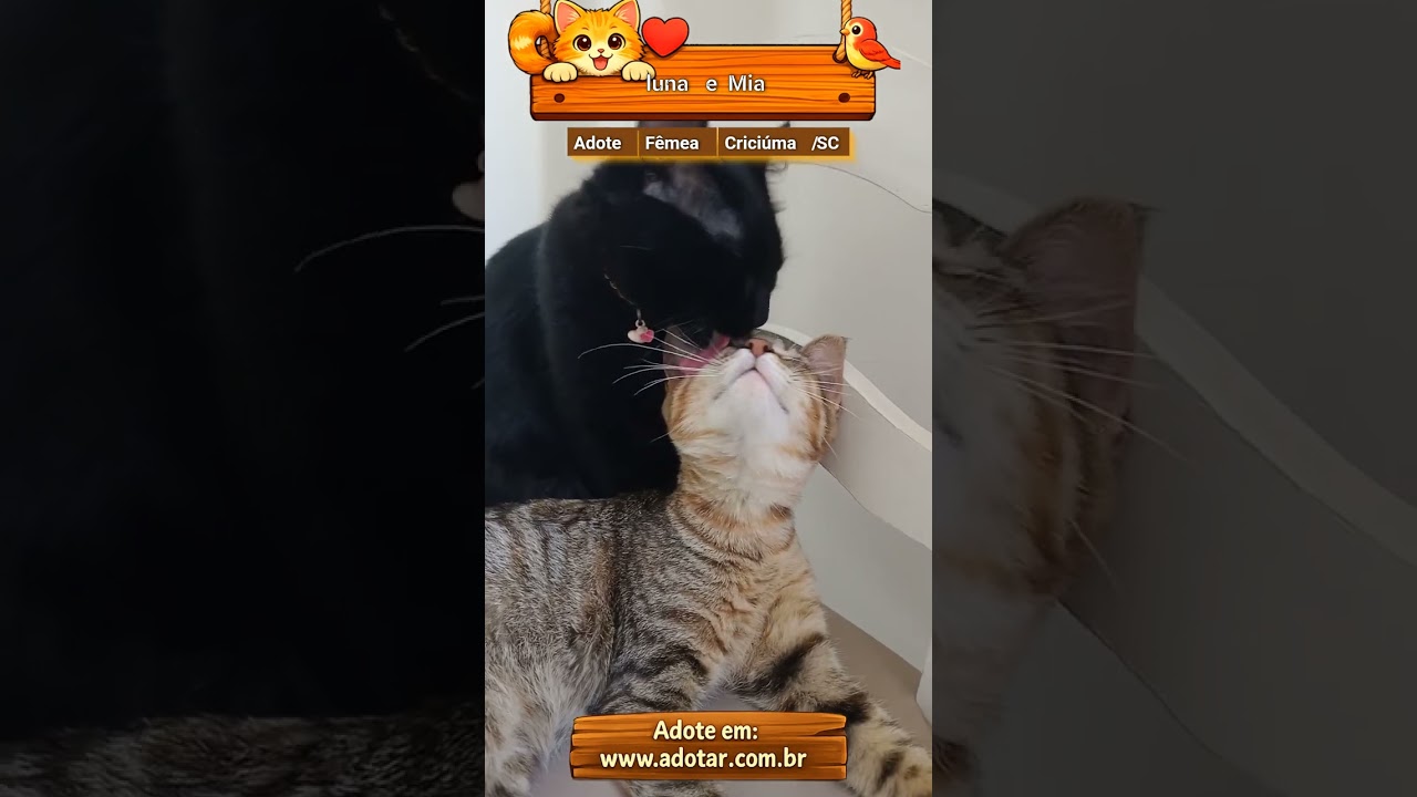 Gato raça SRD-ViraLata idade 1 ano nome luna e Mia