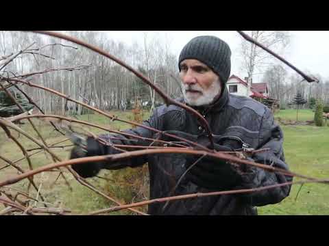 How to prune grapevines in winter?