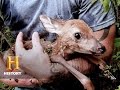 Swamp People Chase And Jacob Rescue A Fawn S6 E4 History