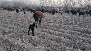 Look what this sheep does for her child.