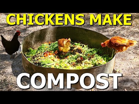 Making Compost Fertiliser with Chickens