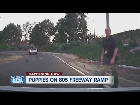Puppies run onto I-805 freeway ramp