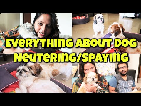 Everything About Dog Neutering | When Should I Spay/Neuter My Dog? | Why Should You Spay Your Puppy