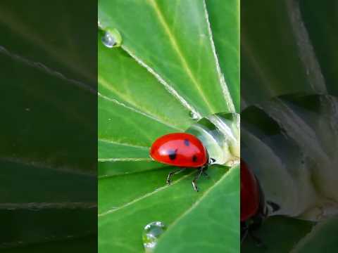 Fascinating Facts About Ladybugs