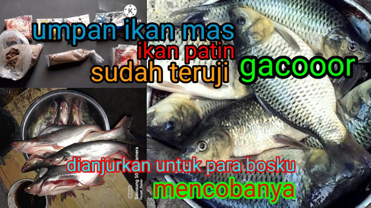 umpan ikan mas ,ikan patin sudah teruji ke gacoranya siang ,malam..no essen ,no debat.