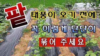 [텃밭농부 1,598] 팥이 태풍에도 견디도록 단단히 묶어 주는 방법. #팥재배