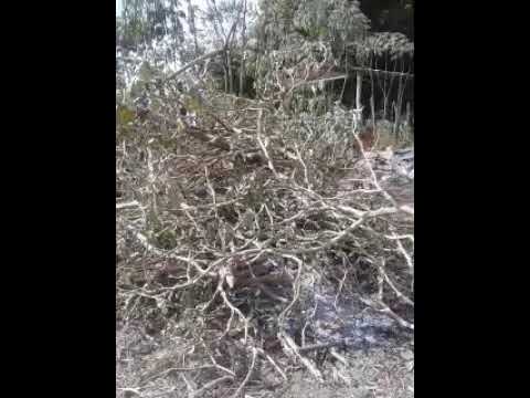 Bacterias y hongos en la Berenjena