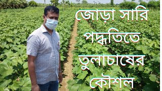 জোড়া সারি পদ্ধতিতে তুলাচাষ