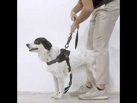 ZeeDog FlyHarness