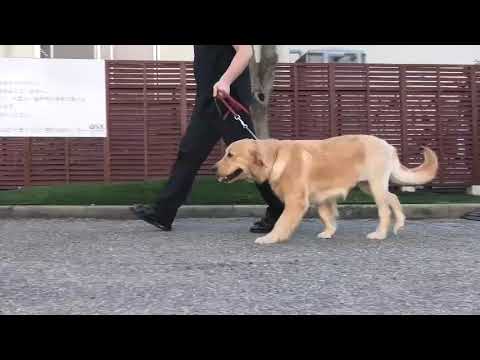 股関節形成不全の犬のためのエクササイズ