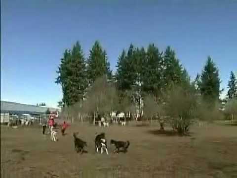 DOGPAW's Happy Dog Campaign